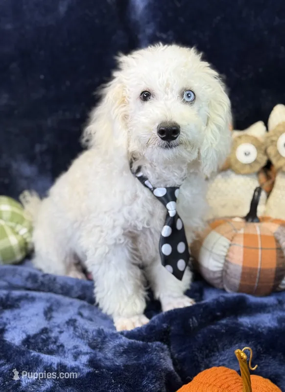 Casper – Bichpoo puppy for sale in Center Ridge, AR