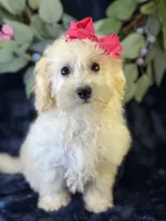 Cashmere, a female Bichpoo for sale in Center Ridge, AR – 2 of 9