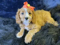 Haven, a female Cavapoo for sale in Center Ridge, AR – 4 of 7