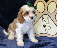 Cora, a female Cavapoo for sale in Center Ridge, AR – 4 of 8