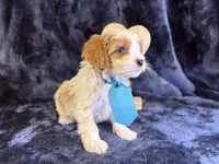 Breeze, a male Cavapoo for sale in Center Ridge, AR – Photo 6 of 10
