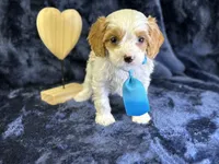 Breeze, a male Cavapoo for sale in Center Ridge, AR – Photo 5 of 10