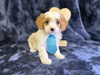 Breeze, a male Cavapoo for sale in Center Ridge, AR – Photo 10 of 10