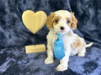 Breeze, a male Cavapoo for sale in Center Ridge, AR – Photo 3 of 10
