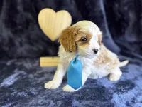 Breeze, a male Cavapoo for sale in Center Ridge, AR – Photo 9 of 10