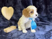 Breeze, a male Cavapoo for sale in Center Ridge, AR – Photo 2 of 10