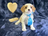 Breeze, a male Cavapoo for sale in Center Ridge, AR – Photo 4 of 10