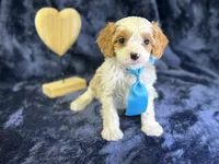 Breeze, a male Cavapoo for sale in Center Ridge, AR – Photo 8 of 10