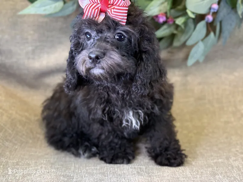 Rayne – Bichon Frise, Cavapoo puppy for sale in Center Ridge, AR