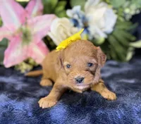Nova, a female Cavapoo for sale in Center Ridge, AR – 5 of 10