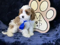 Tatum, a male Cavapoo for sale in Center Ridge, AR – 10 of 10