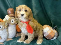 Willie, a male Cavapoo for sale in Center Ridge, AR – 3 of 7