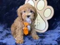 Tide, a male Cavapoo for sale in Center Ridge, AR – 5 of 10