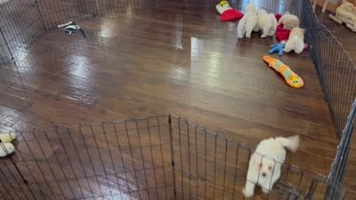 Albus, a male Bichpoo for sale in Center Ridge, AR – 7 of 7