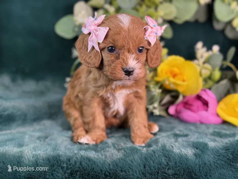 Coco – Cavapoo puppy for sale in Center Ridge, AR