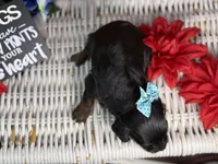 Maui, a female Cavalier King Charles Spaniel and Poochon for sale in Center Ridge, AR – 3 of 8