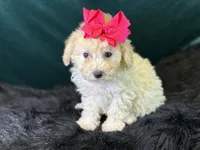 Cashmere, a female Bichpoo for sale in Center Ridge, AR – 5 of 8