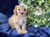 Stella, a female Cavapoo for sale in Center Ridge, AR – 6 of 7