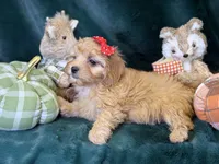 Mabel, a female Bichon Frise and Cavapoo for sale in Center Ridge, AR – 4 of 5