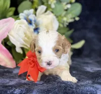 Ace, a male Cavapoo for sale in Center Ridge, AR – 2 of 9