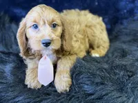 Reef, a male Cavapoo for sale in Center Ridge, AR – 4 of 6
