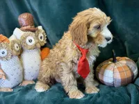 Willie, a male Cavapoo for sale in Center Ridge, AR – 4 of 7