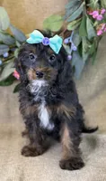Maui, a female Bichon Frise and Cavapoo for sale in Center Ridge, AR – 8 of 10