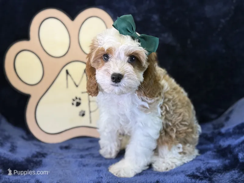 Cora – Cavapoo puppy for sale in Center Ridge, AR