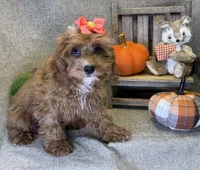 Moana, a female Cavapoo for sale in Center Ridge, AR – 4 of 6