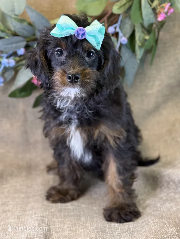 Maui – Bichon Frise, Cavapoo puppy for sale in Center Ridge, AR