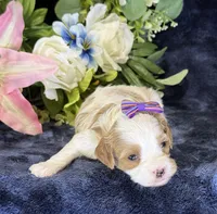 Roxy, a female Cavapoo for sale in Center Ridge, AR – 10 of 10
