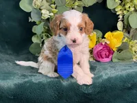 Milo, a male Cavapoo for sale in Center Ridge, AR – 5 of 10