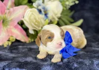 Milo, a male Cavapoo for sale in Center Ridge, AR – 3 of 9