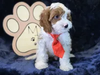 Cayman, a male Cavapoo for sale in Center Ridge, AR – 7 of 9
