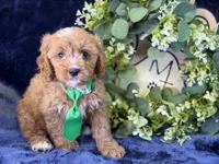 Clarke, a male Cavapoo for sale in Center Ridge, AR – 5 of 8