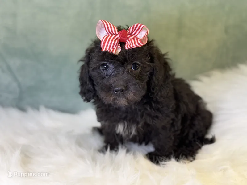 Rayne – Cavalier King Charles Spaniel, Poochon puppy for sale in Center Ridge, AR