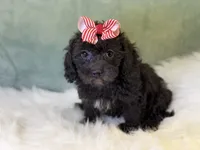 Rayne, a female Cavalier King Charles Spaniel and Poochon for sale in Center Ridge, AR – 1 of 8