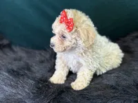 Paloma, a female Bichpoo for sale in Center Ridge, AR – 3 of 7