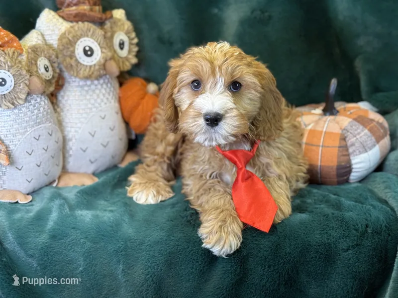 Willie – Cavapoo puppy for sale in Center Ridge, AR