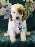 Barley, a male Cavapoo for sale in Center Ridge, AR – 2 of 10