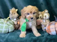 Monty, a male Bichon Frise and Cavapoo for sale in Center Ridge, AR – 2 of 5