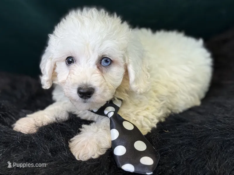 Casper – Bichpoo puppy for sale in Center Ridge, AR