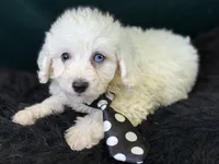 Casper, a male Bichpoo for sale in Center Ridge, AR – 1 of 6