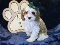 Cora, a female Cavapoo for sale in Center Ridge, AR – 3 of 8