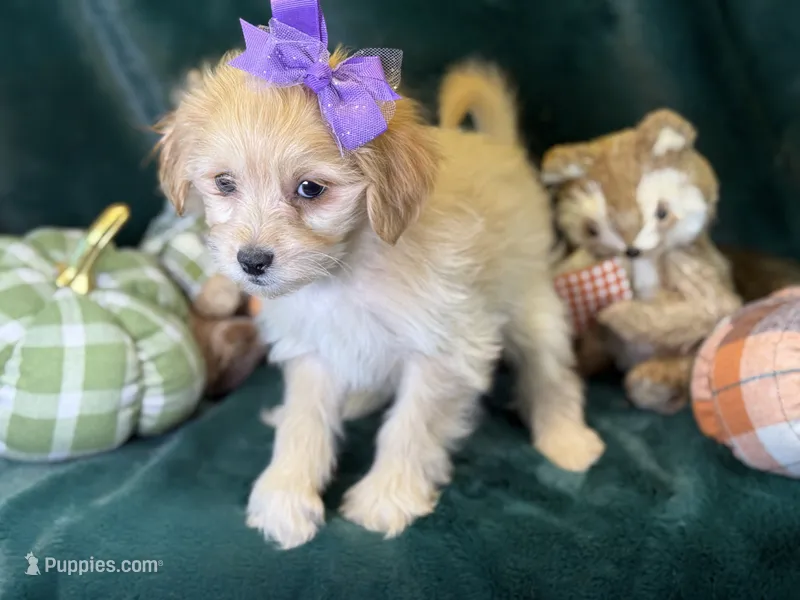 Poppy – Bichon Frise, Cavapoo puppy for sale in Center Ridge, AR