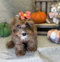 Moana, a female Cavapoo for sale in Center Ridge, AR – 2 of 6