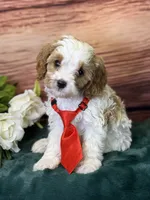 Ace, a male Cavapoo for sale in Center Ridge, AR – 6 of 10
