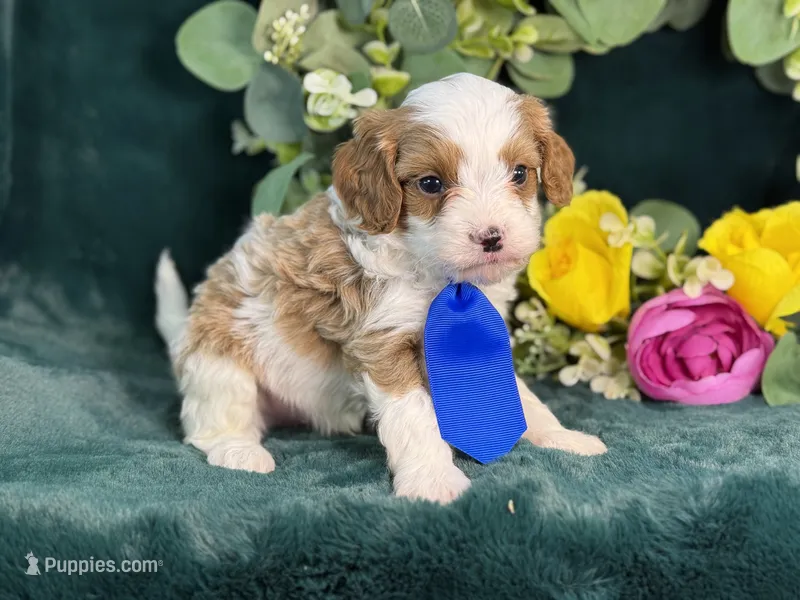 Milo – Cavapoo puppy for sale in Center Ridge, AR