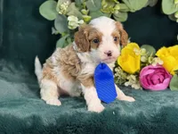 Milo, a male Cavapoo for sale in Center Ridge, AR – 1 of 10