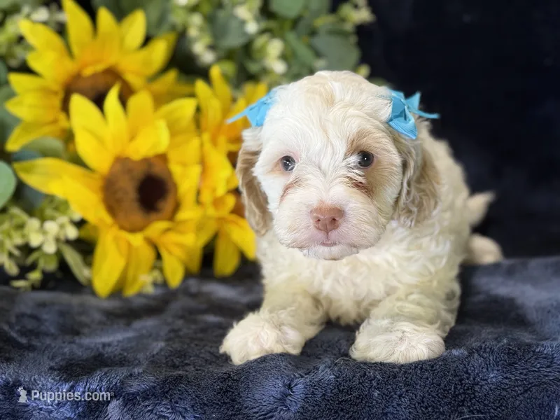 Jennie – Poodle - Miniature , Cavachon puppy for sale in Center Ridge, AR